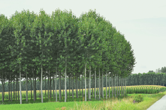 Integrated Land Use & Agroforestry Planning Image